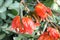 Spathodea campanulata, African tulip tree, Fountain tree