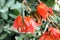 Spathodea campanulata, African tulip tree, Fountain tree