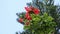 Spathodea campanulata or africom tulip flower in natural light