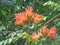 Spathodea campanulata Kiacret, African tulip, fountain tree, pichkari, Nandi flame, World`s Worst invaders, Nile flame, squirt tr