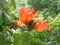 Spathodea campanulata Kiacret, African tulip, fountain tree, pichkari, Nandi flame, World`s Worst invaders, Nile flame, squirt tr