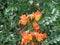 Spathodea campanulata Kiacret, African tulip, fountain tree, pichkari, Nandi flame, World`s Worst invaders, Nile flame, squirt tr