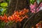 Spathodea flowers,African tulip tree, Fire bel