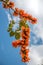 Spathodea flowers,African tulip tree, Fire bell