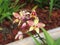 Spathoglottis orchid flower.