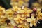 Spathoglottis orchid Mello Yellow flowers