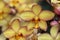Spathoglottis orchid Mello Yellow flowers