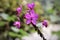 Spathoglottis plicata, commonly known as the Philippine ground orchid, or large purple orchid