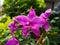 Spathoglottis plicata, large purple orchid. Tropical exotic flower.
