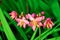 Spathoglottis Plicata pink orchids in the garden.