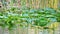 Spatterdock growing in front of reeds in the Everglades