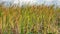 Spatterdock growing in front of reeds in the Everglades