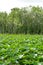 Spatterdock on the surface in Everglades National Park