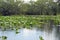 Spatterdock on the surface in Everglades National Park