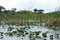 Spatterdock on the surface in Everglades National Park