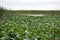 Spatterdock on the surface in Everglades National Park