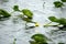Spatterdock on the surface in Everglades National Park