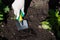 Spatula and earth. A fragment of the hand of a woman farmer, which is a small shovel digging the ground