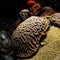 Spawning brain coral in Bonaire, Caribbean Netherlands. Diving holiday