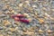 Spawning Pairs of Sockeye Salmon