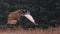 Speaking Great Horned Owl in Flight