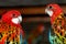Speaking parrots