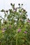 Spear or Black Thistle - Cirsium vulgare