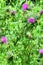 Spear or Black Thistle - Cirsium vulgare