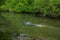 Spear fishing in a shallow river