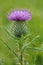 Spear Thistle