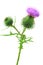 Spear thistle or common thistle Cirsium vulgare