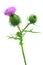 Spear thistle or common thistle Cirsium vulgare