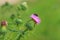 Spear thistle or common thistle Cirsium vulgare