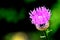 Spear Thistle, common Thistle, Purple-Pink Flower,