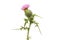 Spear thistle flower and foliage