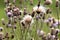 Spear Thistle plant in a forest grassy meadow in south Poland