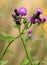 Spear Thistle plant in a forest grassy meadow in south Poland