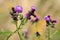 Spear Thistle plant in a forest grassy meadow in south Poland