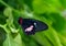 Spear-winged cattleheart, Parides neophilus