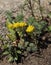 Spearleaf Stonecrop (Sedum lanceolatum).