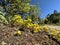 Spearleaf Stonecrop (Sedum lanceolatum).