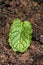 Spearmint fresh leave on soil close up