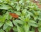 Spearmint In Herb Garden