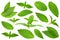Spearmint herb leaf closeup