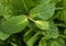 Spearmint leaf