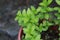 Spearmint plant growing