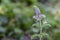 Spearmint Plant - Mentha spicata