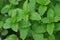 Spearmint Plant - Mentha spicata