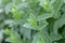 Spearmint plant Mentha spicata var. crispa