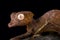 Spearpoint leaf-tailed gecko Uroplatus ebenaui